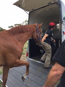 Bec Horse