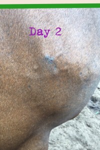 Skin Day 2
