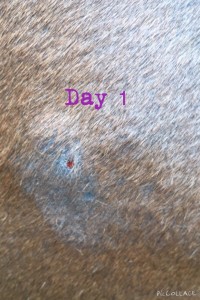 Skin condition day 1