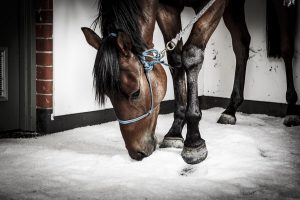 equine-salt-therapy-18