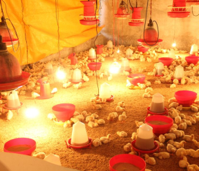 Can salt therapy reduce day-old chick mortality in transport?