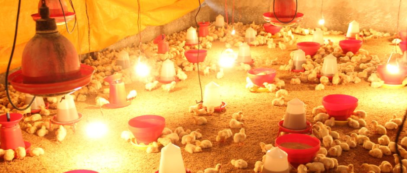 Can salt therapy reduce day-old chick mortality in transport?