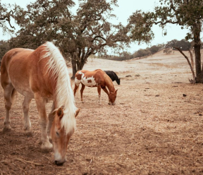 What should California horse owners know about equine infectious anaemia?