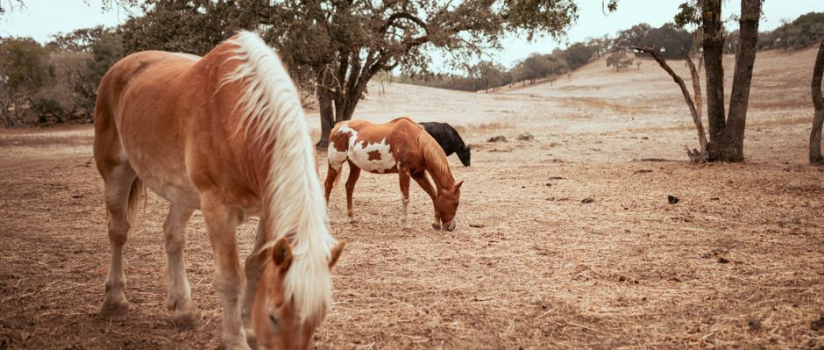 What should California horse owners know about equine infectious anaemia?
