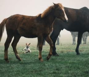 Do salt rooms actually work for horses?