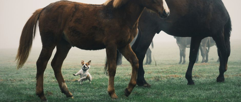 Do salt rooms actually work for horses?