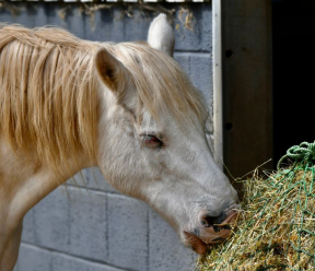 Is steaming or soaking hay better for respiratory-sensitive horses?