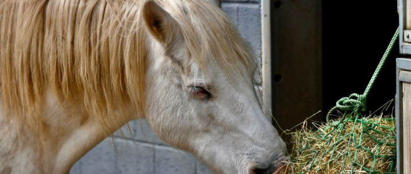 Is steaming or soaking hay better for respiratory-sensitive horses?