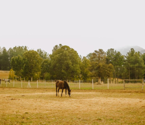 Horse Inflammation: Causes, Signs & Modern Management