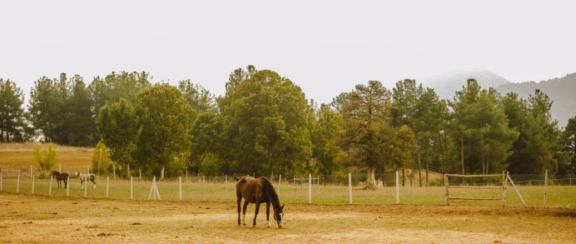 Horse Inflammation: Causes, Signs & Modern Management