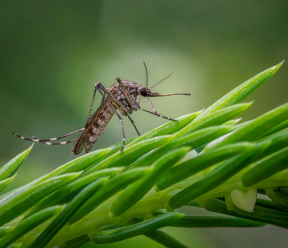 What should horse owners know about West Nile virus?