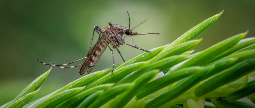 What should horse owners know about West Nile virus?