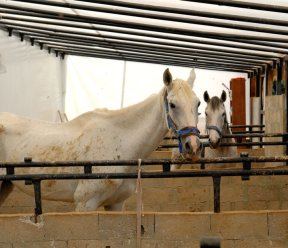 Why Is My Horse Breathing Hard While Resting?