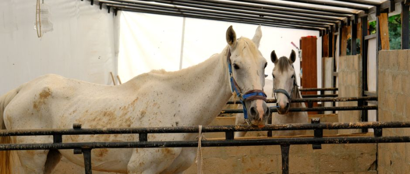 Why Is My Horse Breathing Hard While Resting?