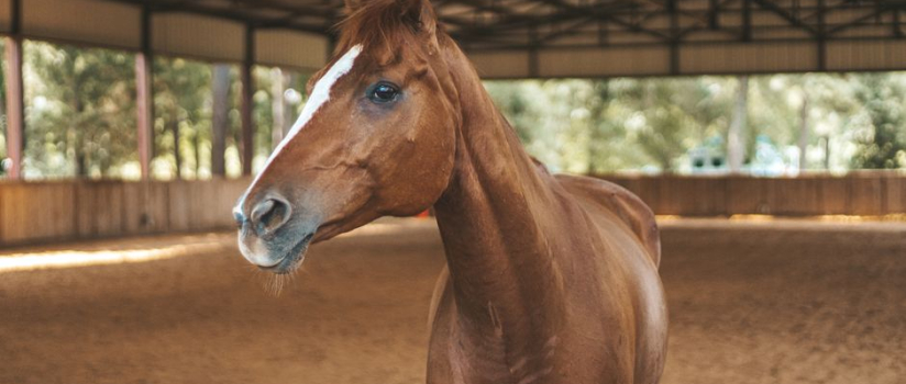 Why does my horse cough in the indoor arena?