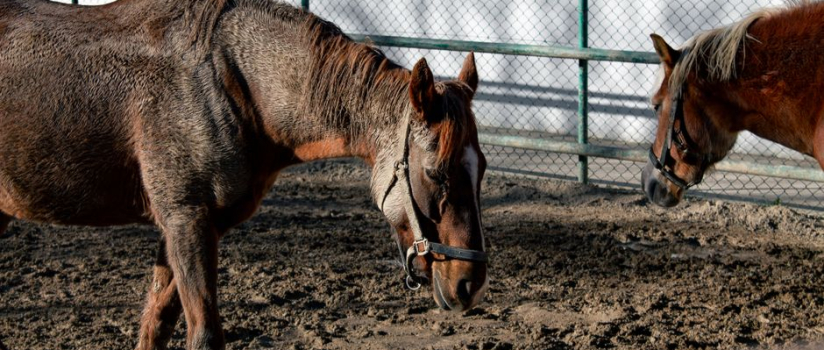 Does environmental conditions affect EIPH in horses?