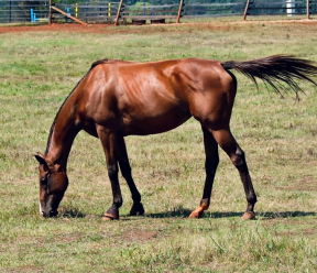 What does a 30-day OTTB transition plan look like?