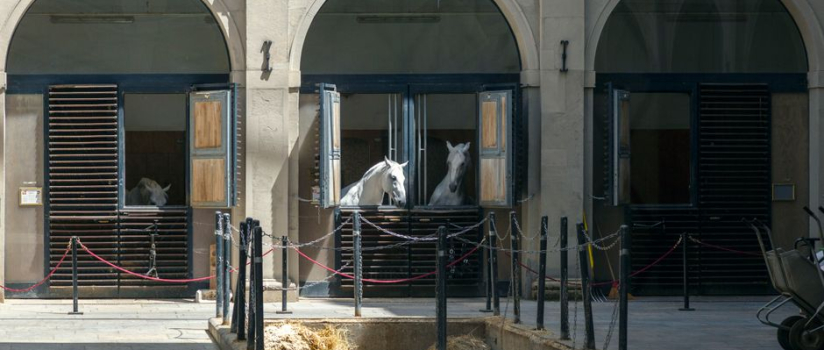 Elite Stable Wellness: Proprietary Tech for Equine Respiratory Health