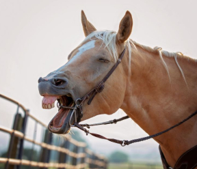 Does air quality matter more than allergy testing for equine asthma?