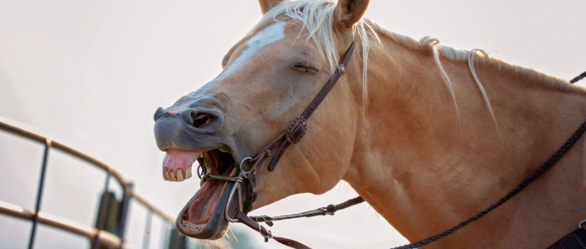 Does air quality matter more than allergy testing for equine asthma?