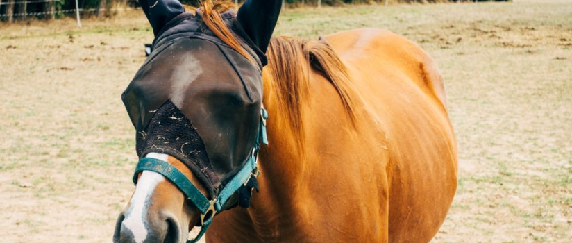 Halotherapy for Horses: Managing Heaves Naturally in 2026