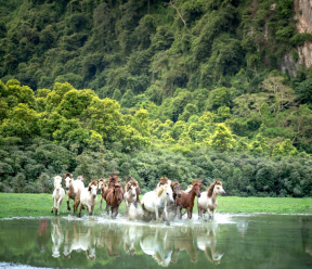 What should horse owners in Alberta know about Potomac Horse Fever?