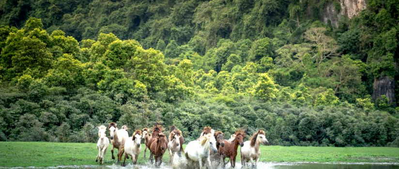 What should horse owners in Alberta know about Potomac Horse Fever?