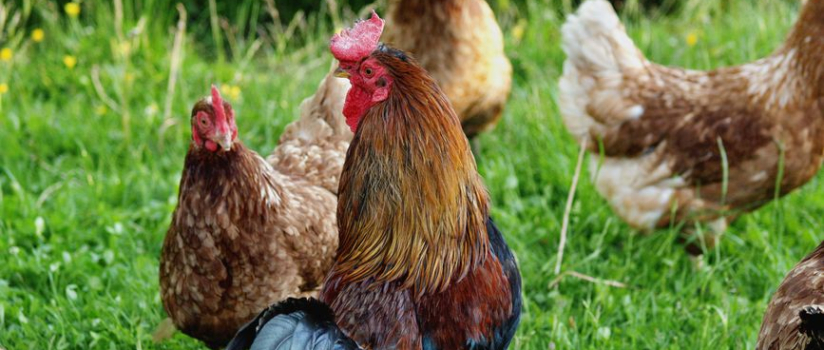 Sub-Therapeutic Antibiotic Use in Livestock: Risks & Alternatives