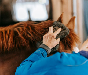Folliculitis in Horses: Causes, Treatment & Salt Therapy