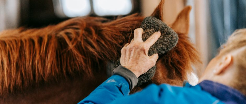 Folliculitis in Horses: Causes, Treatment & Salt Therapy