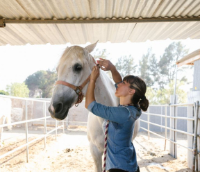 How do I build a vet, trainer and barn referral network?