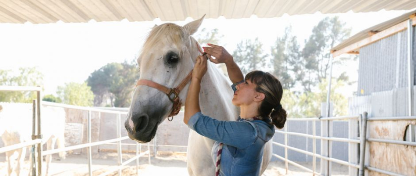 How do I build a vet, trainer and barn referral network?