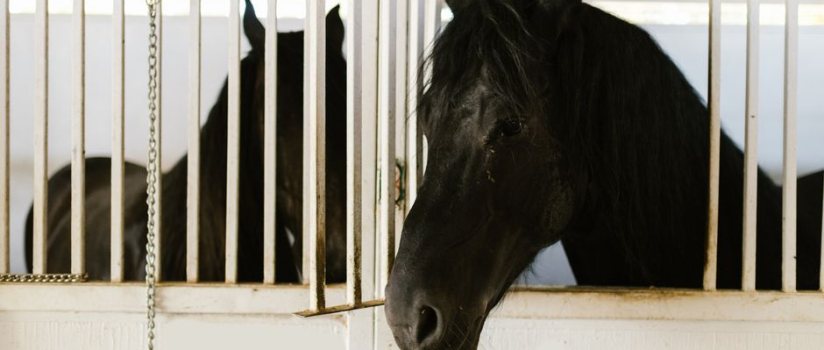 Halotherapy for Horses: A Guide to Equine Respiratory Wellness