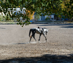 How do you bring a horse back to work after a respiratory illness?