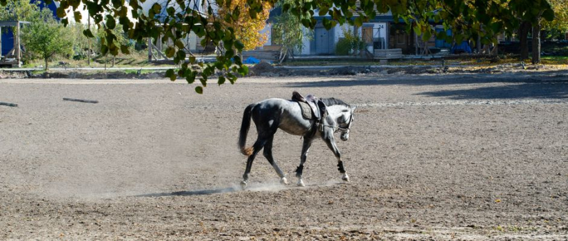 How do you bring a horse back to work after a respiratory illness?